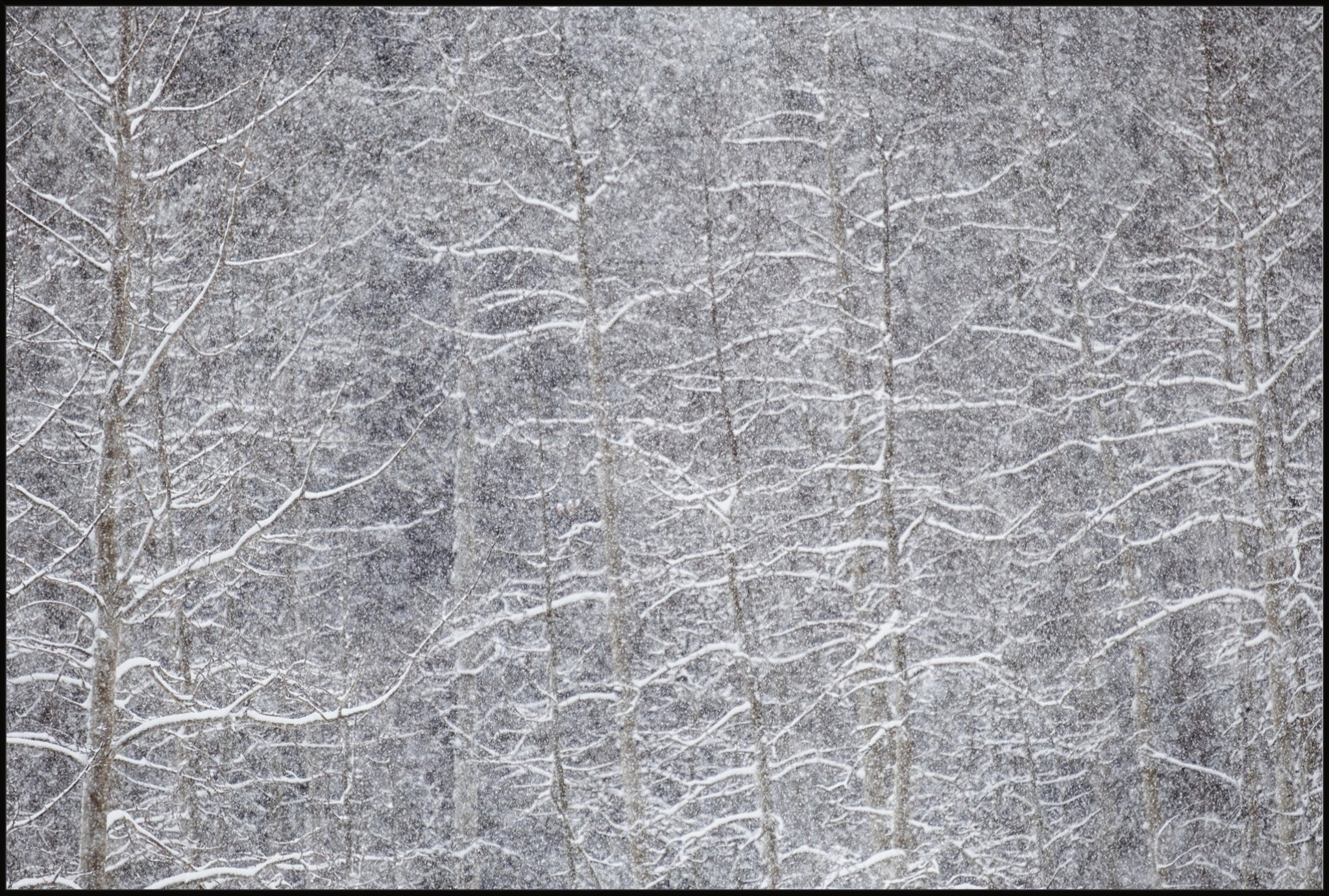 Heavy Snow & Forest Abstract IV