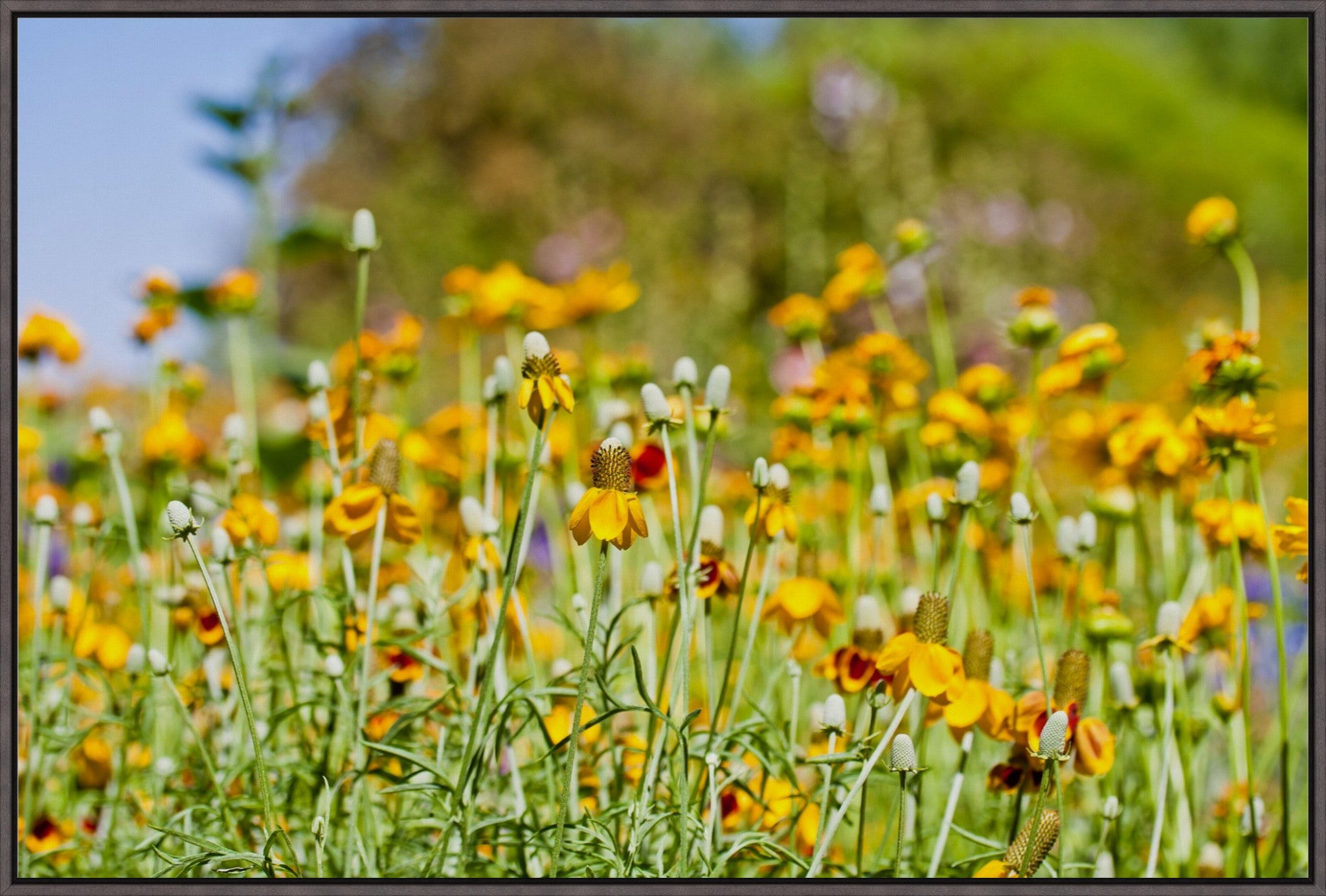 Summer Wildflowers