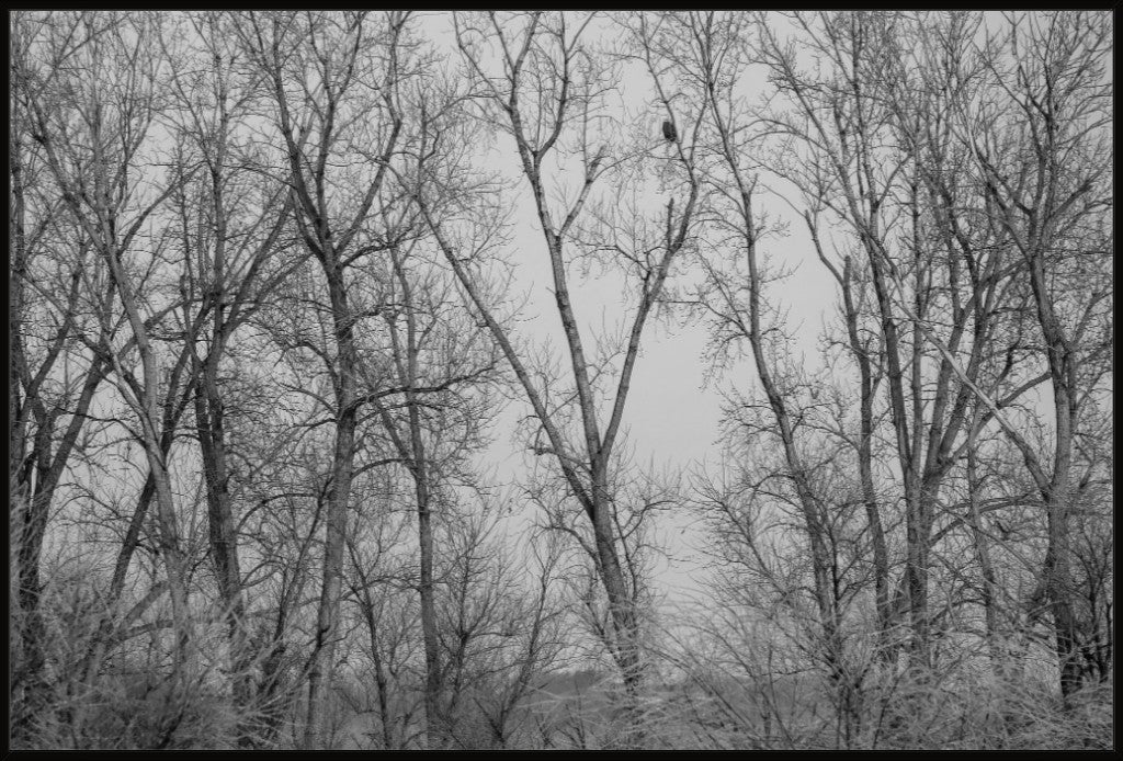 Eagle Perched in Icy Branches BW