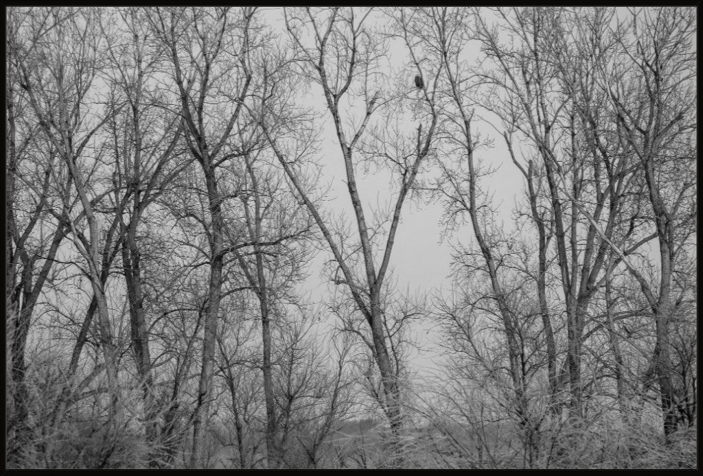 Eagle Perched in Icy Branches BW
