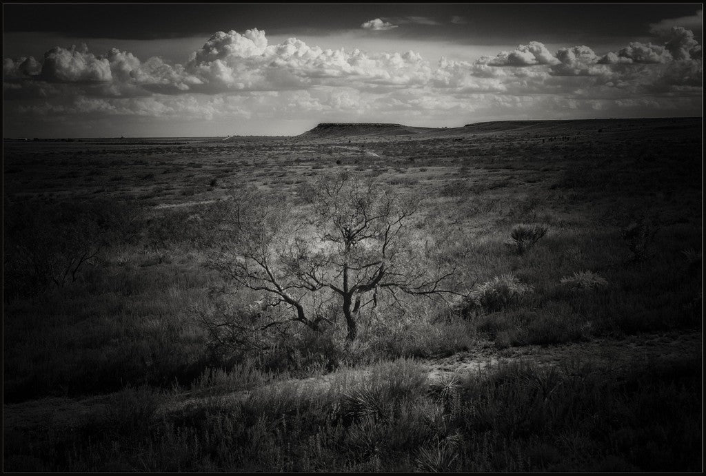 Muleshoe Monochrome