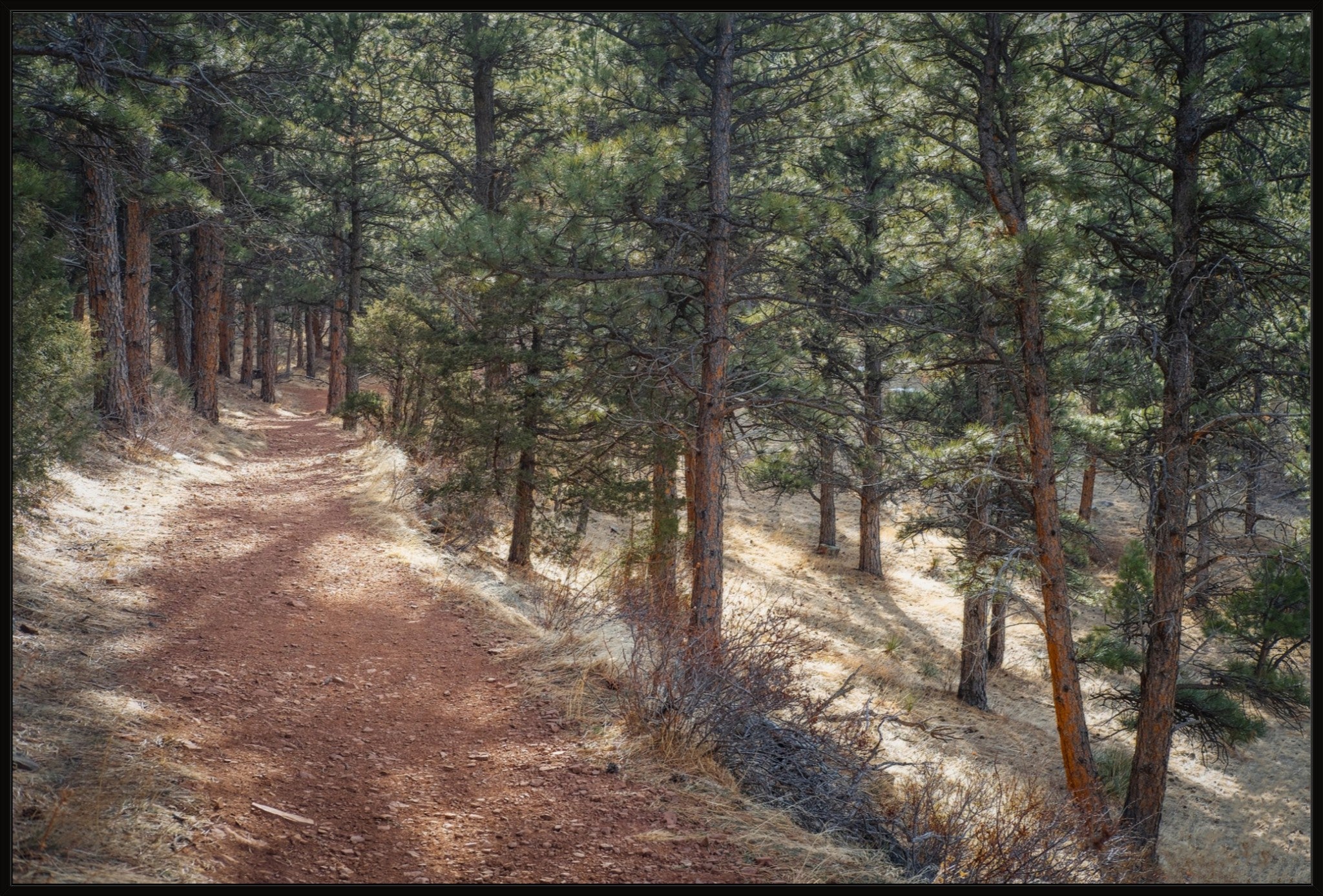 Into the Forest