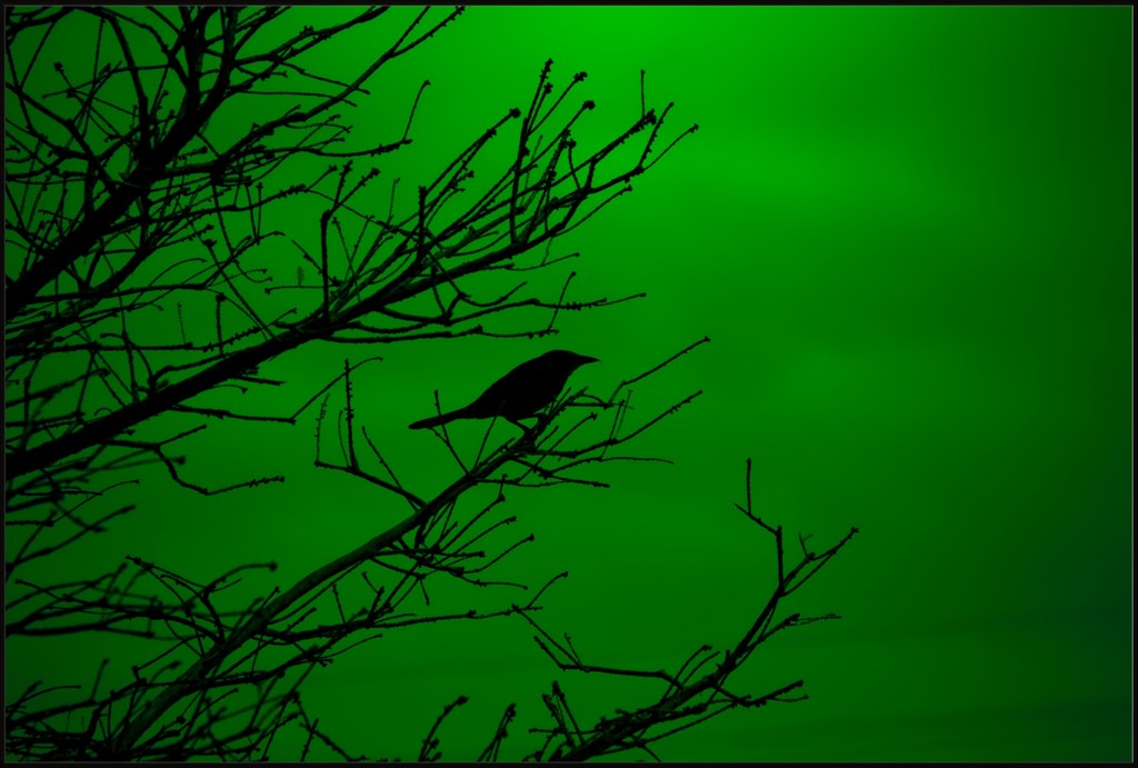 Grackle Silhouette on Green