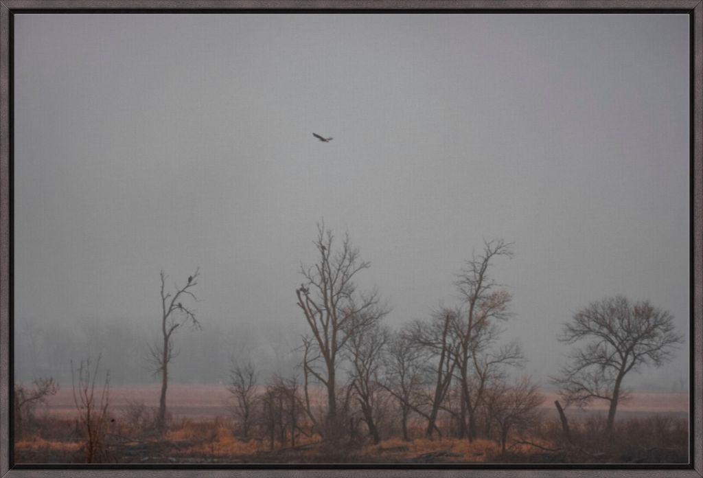 Wetlands Flight