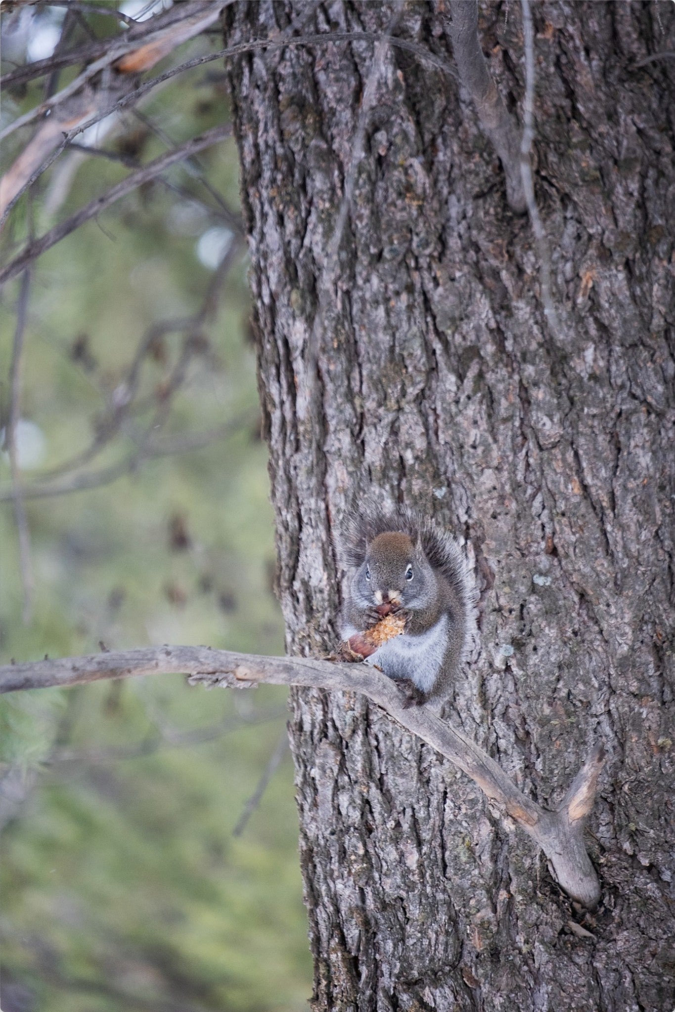 Squirrel & Pine Cone II