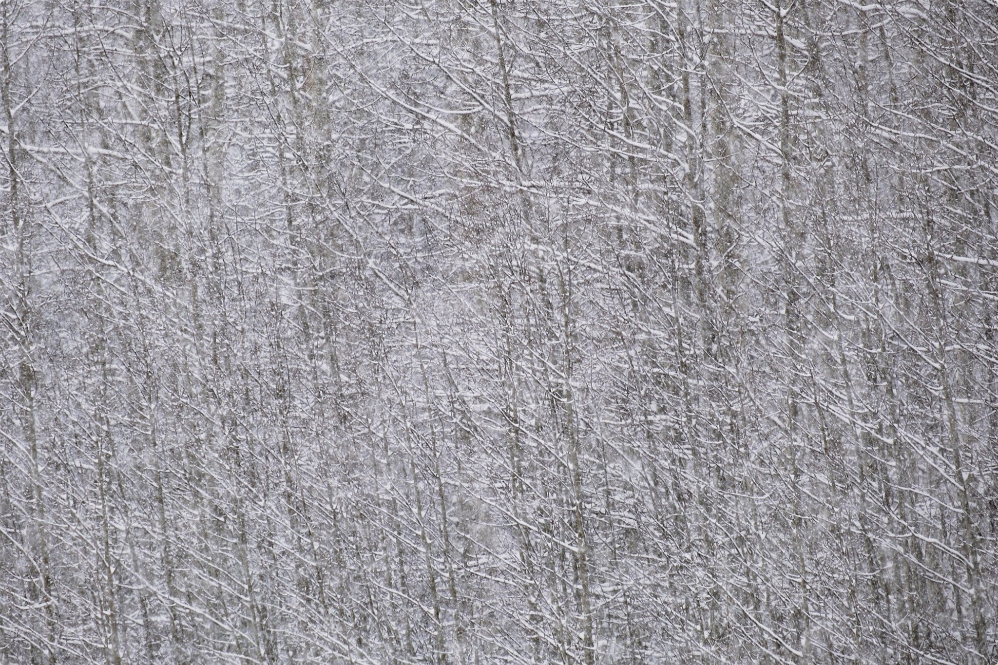 Heavy Snow & Forest Abstract I