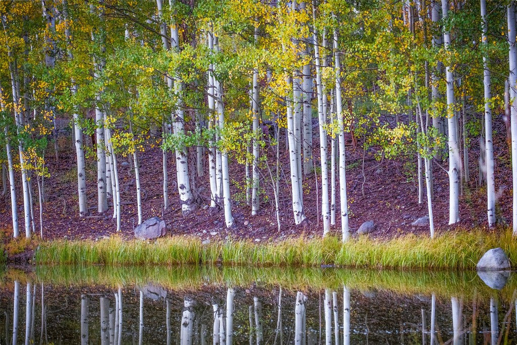 Fall Reflections