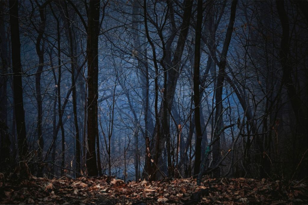 Foggy Hardwood Forest