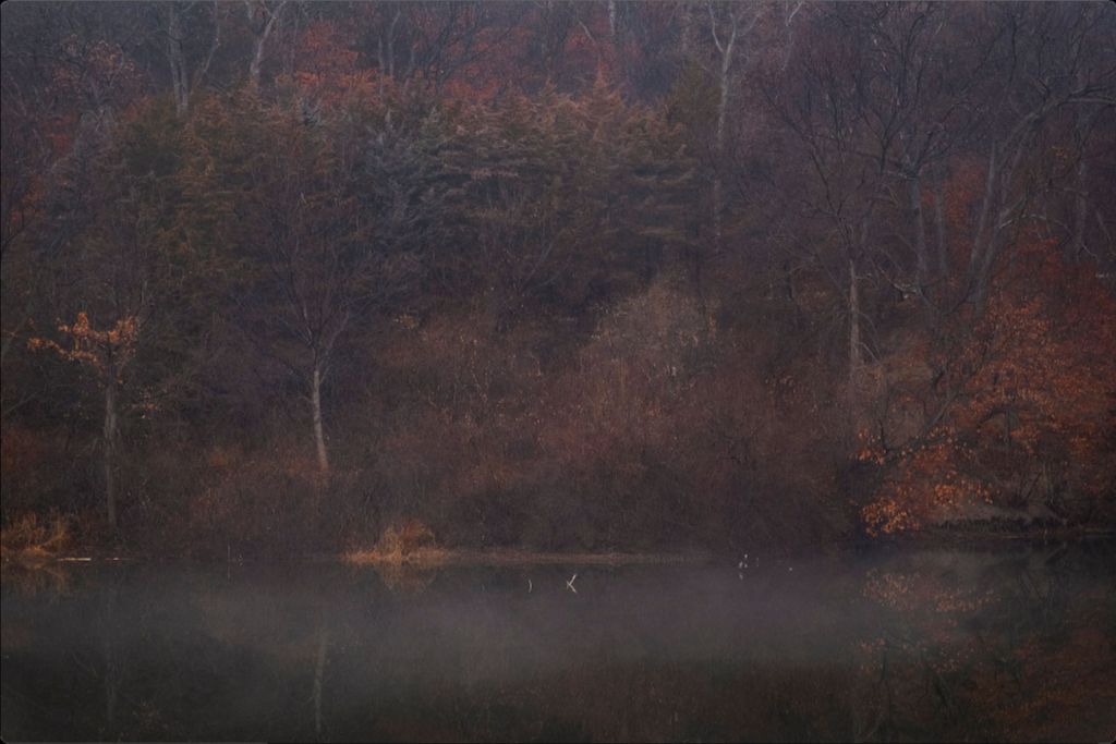Foggy Winter Woods and Lake