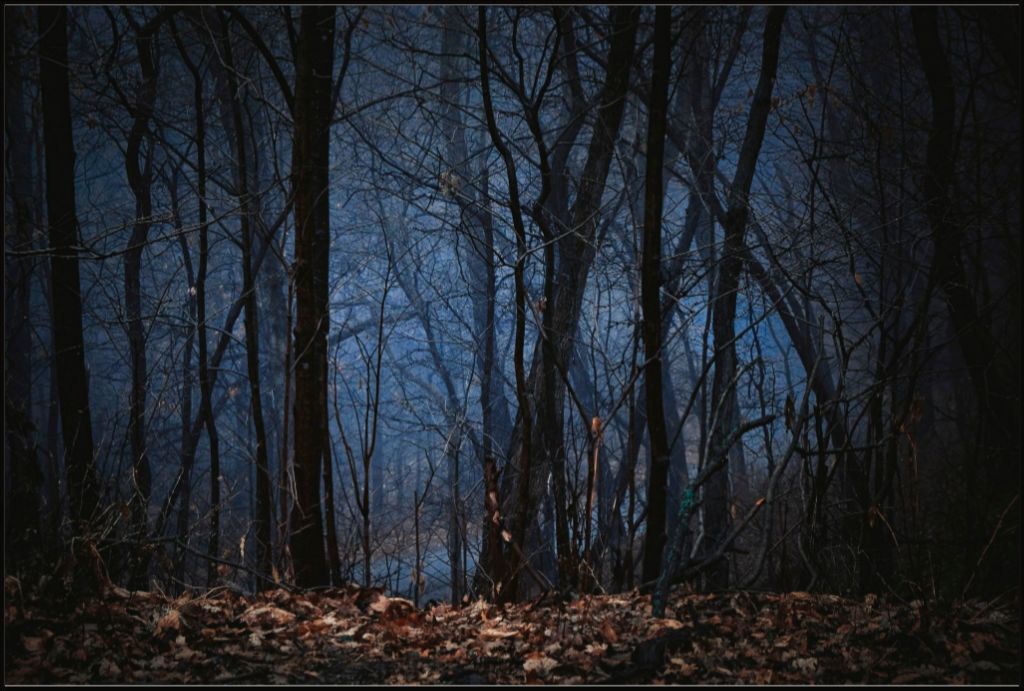 Foggy Hardwood Forest