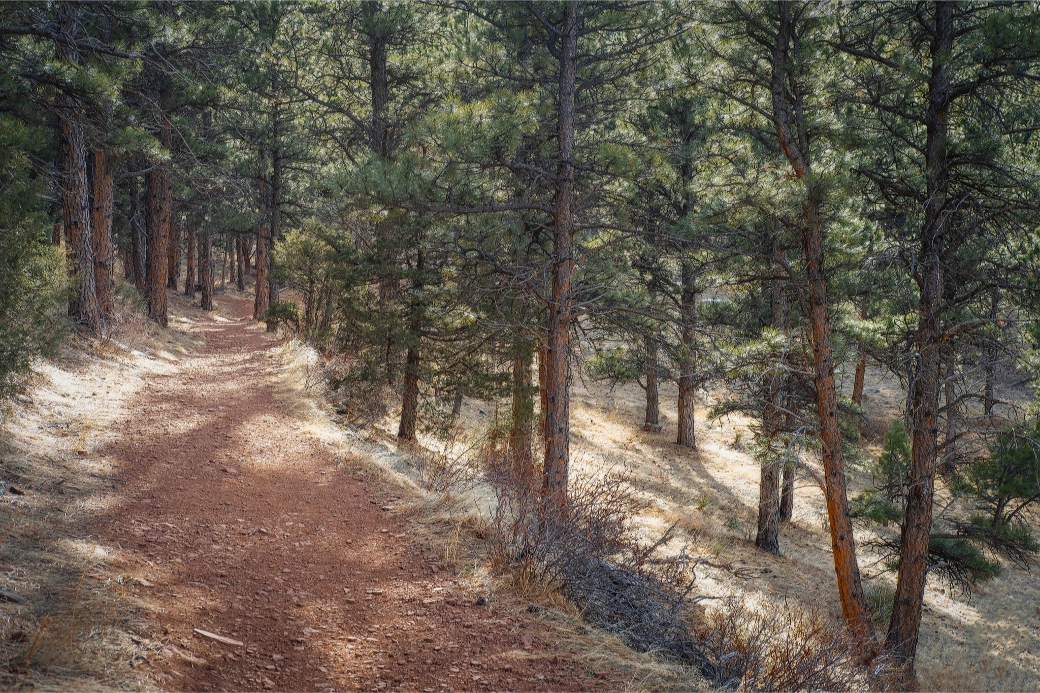 Into the Forest