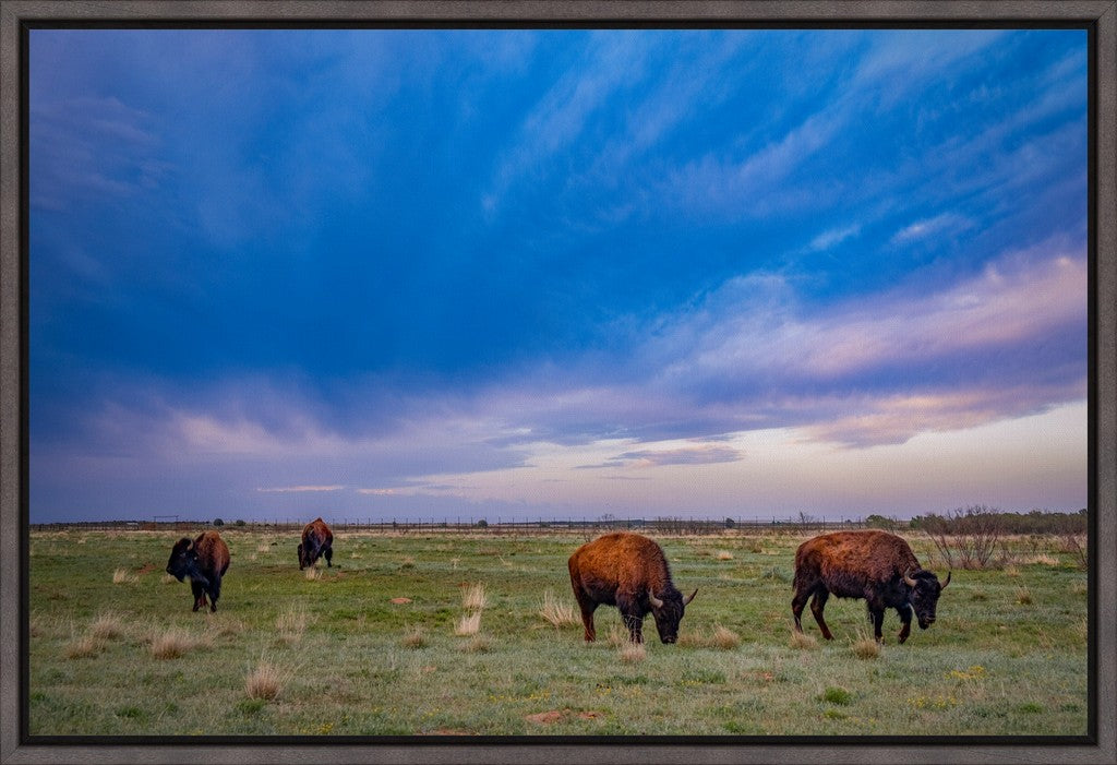 Caprock Bison at Sunset