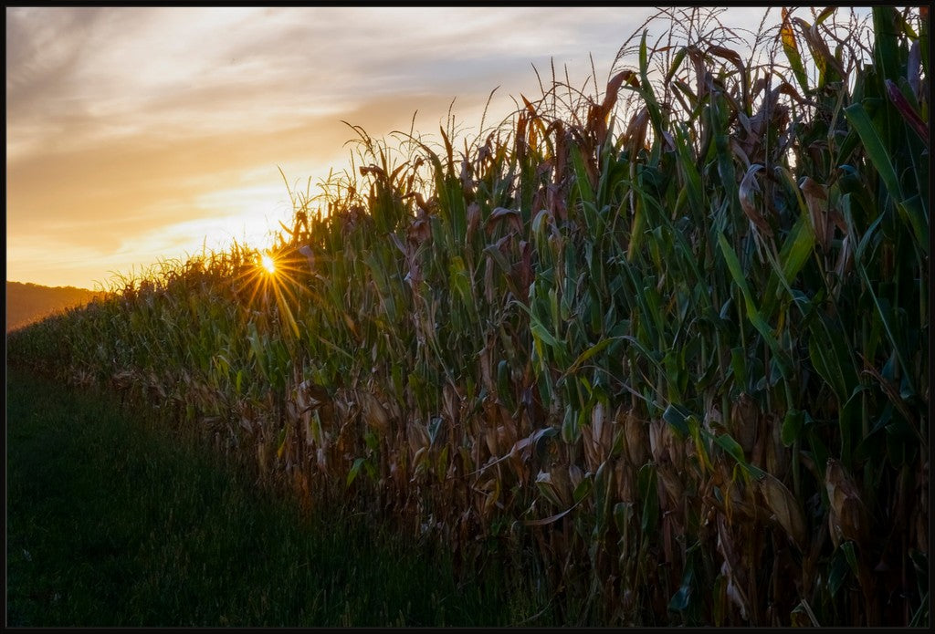 Sunset Over Tall Corn