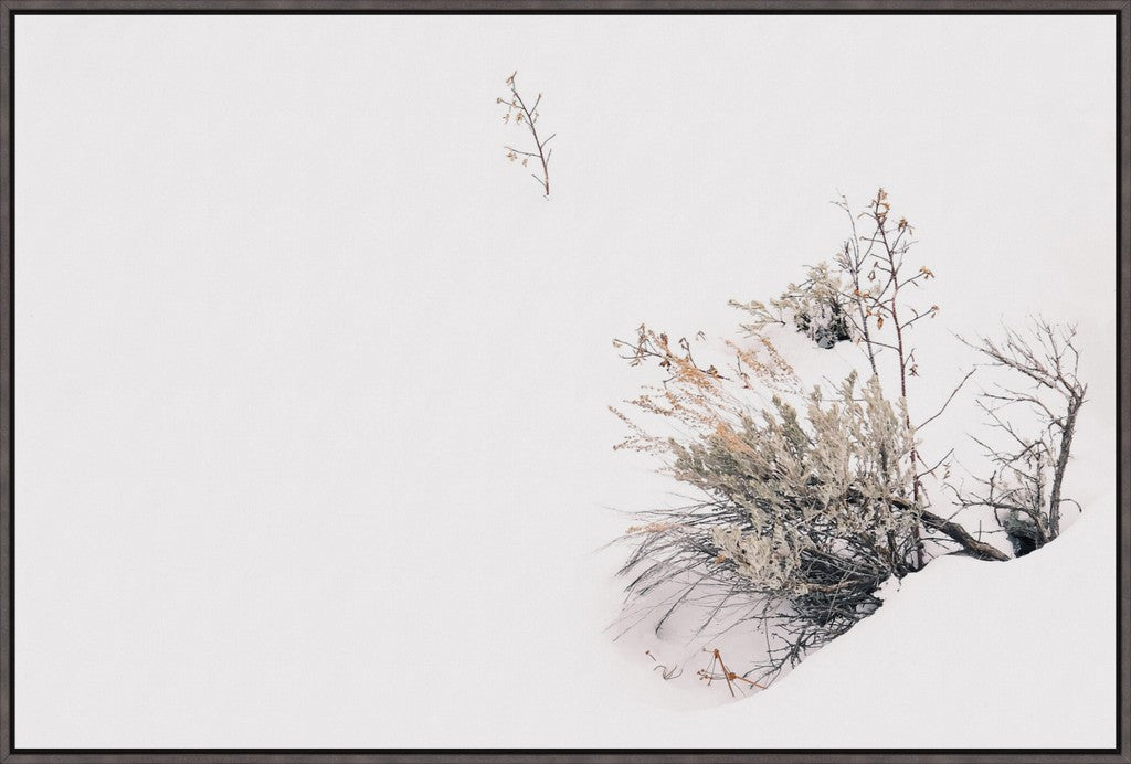 Rabbitbrush in Snow