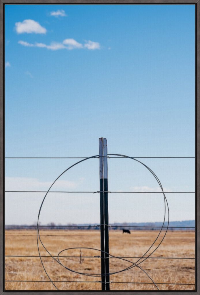Fenceline and Cow on the Colorado Plains