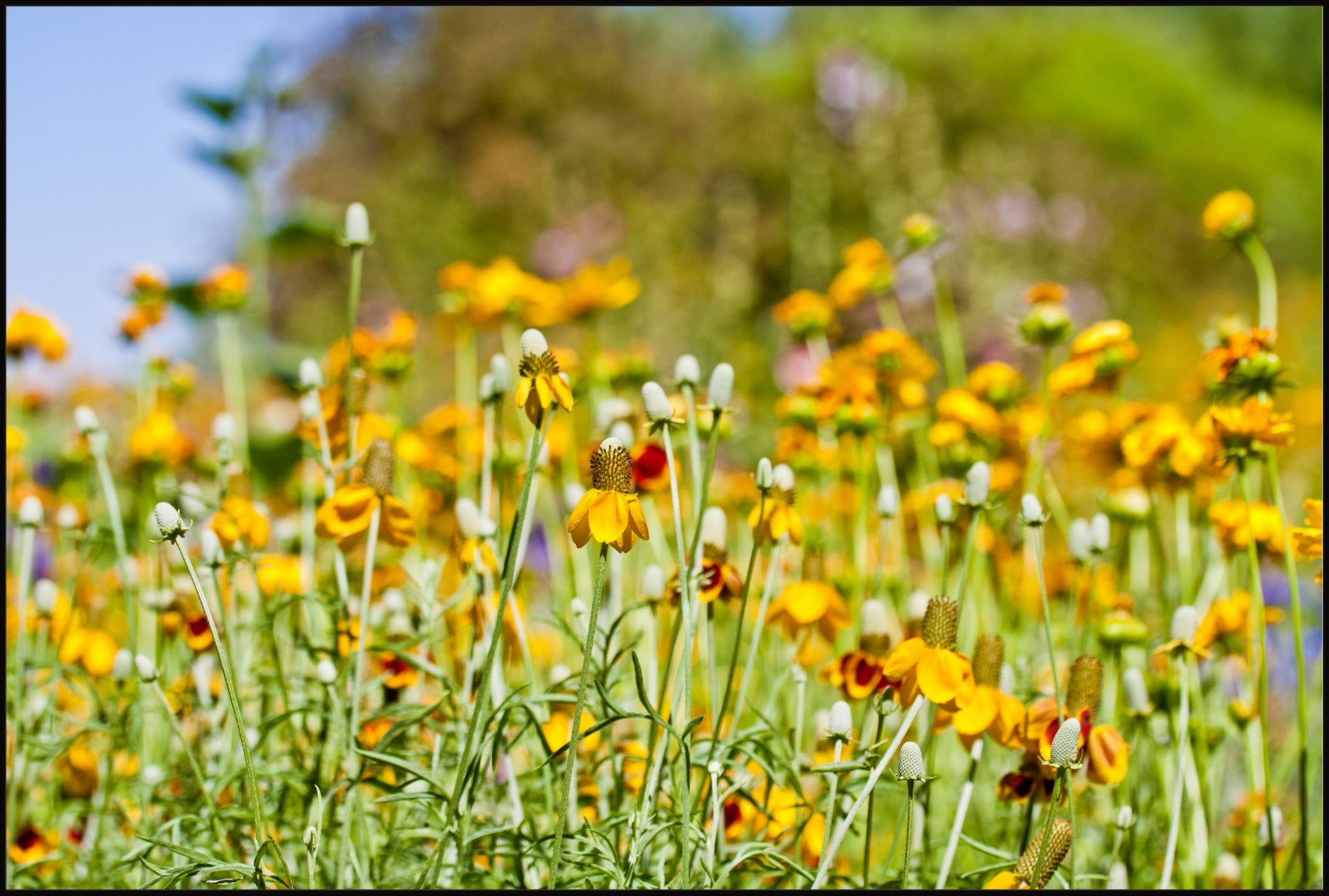 Summer Wildflowers