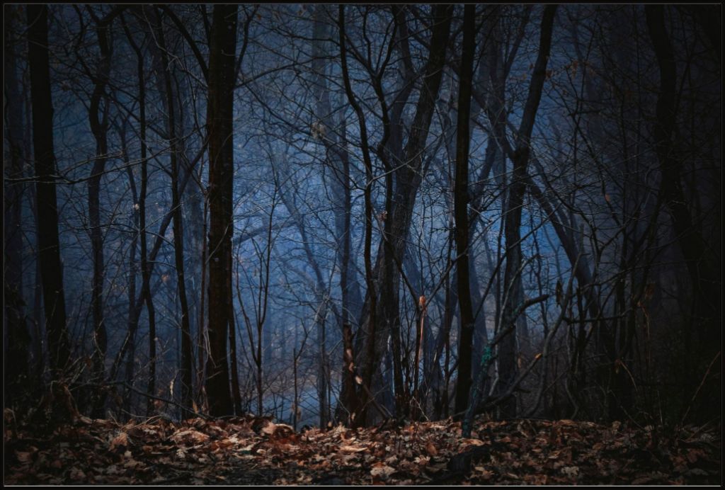 Foggy Hardwood Forest