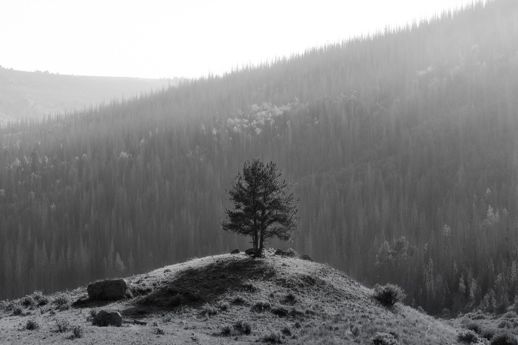 Tree on a Hill