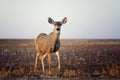Curious Mule Deer Doe I