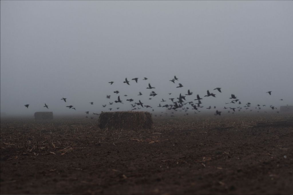 Foggy Field with Grackles