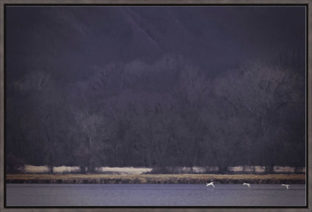 Snow Geese Take Flight