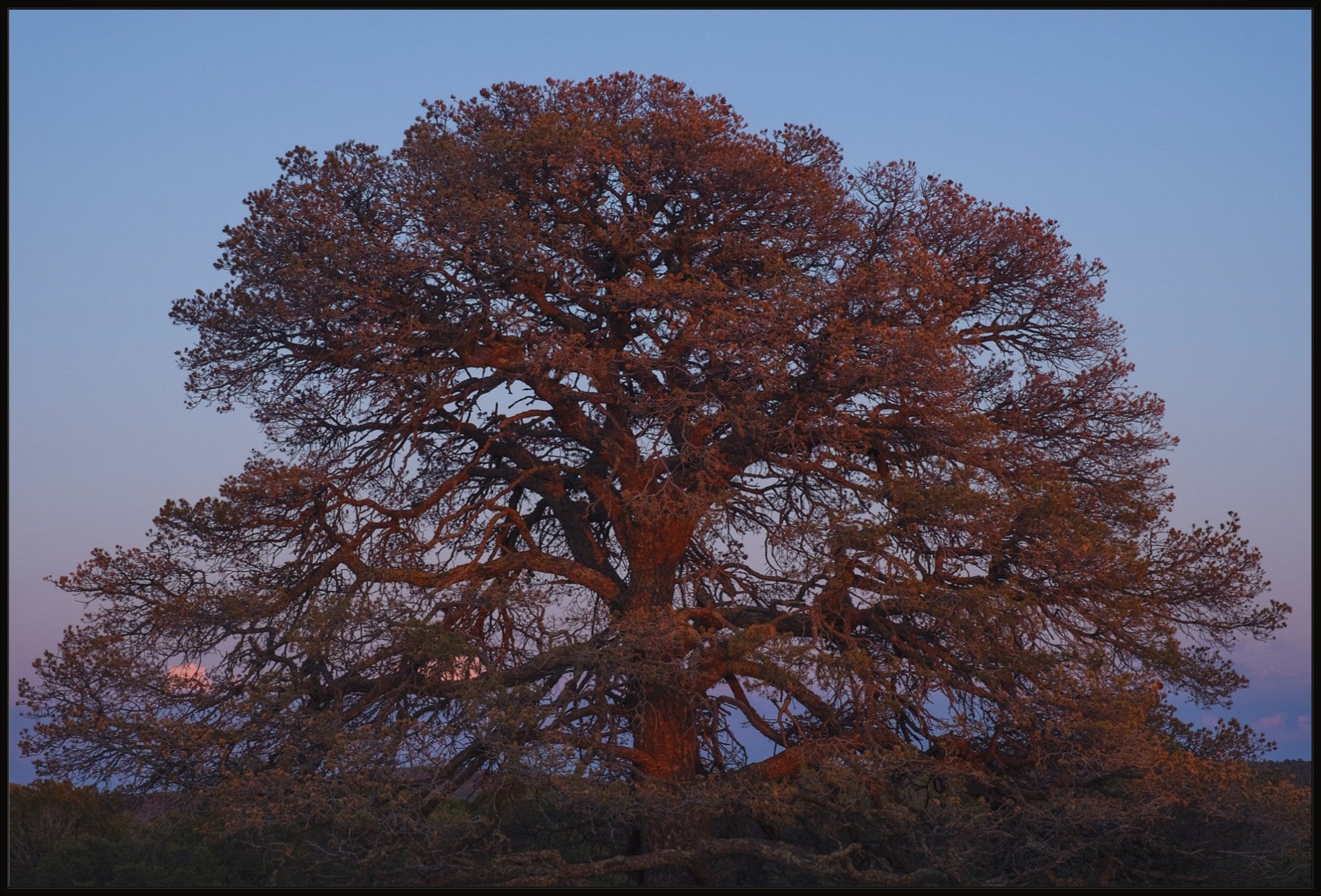 Blue Hour Pine