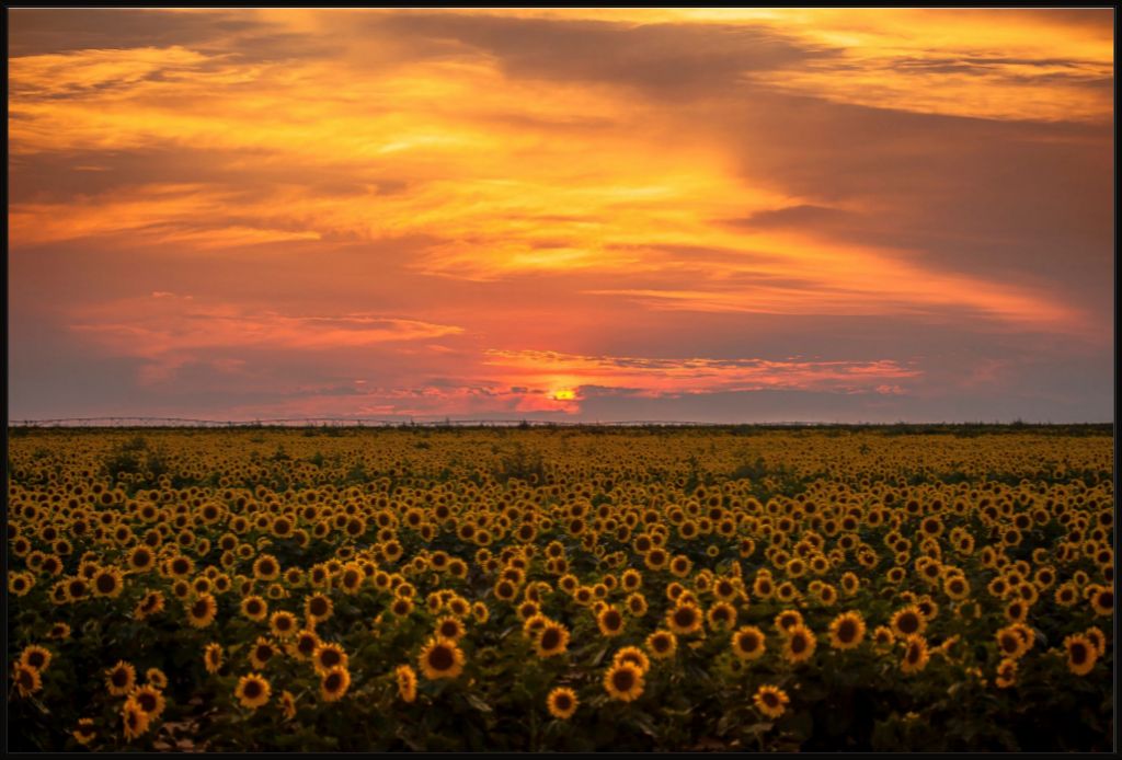 Sunflower Sunset