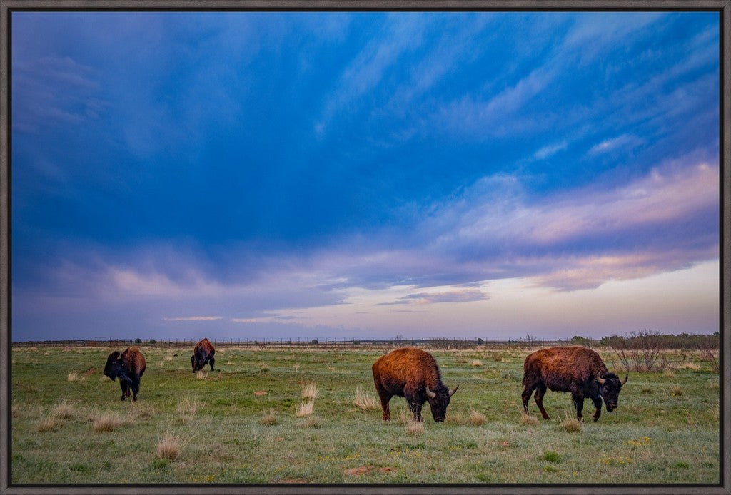 Caprock Bison at Sunset