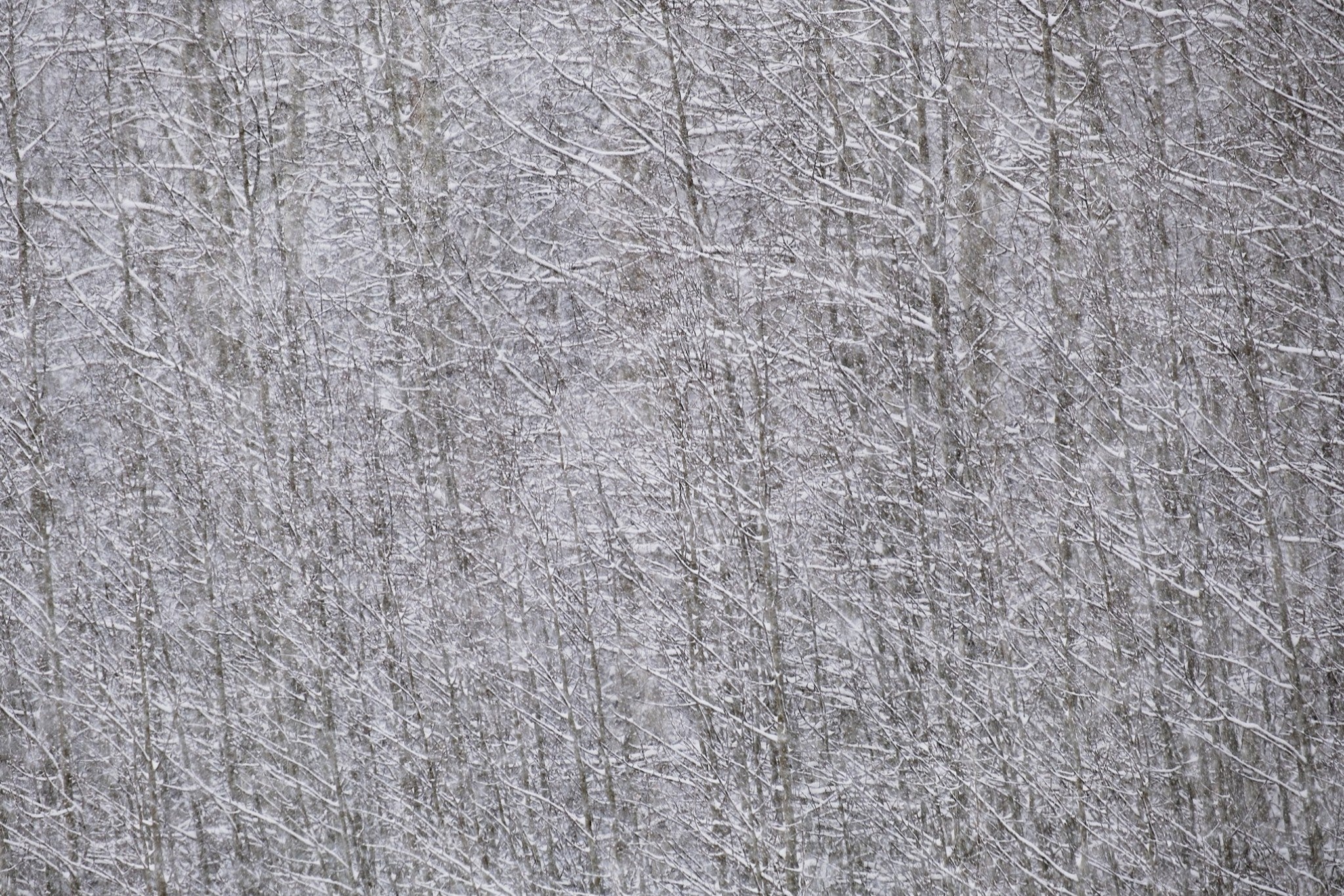 Heavy Snow & Forest Abstract I
