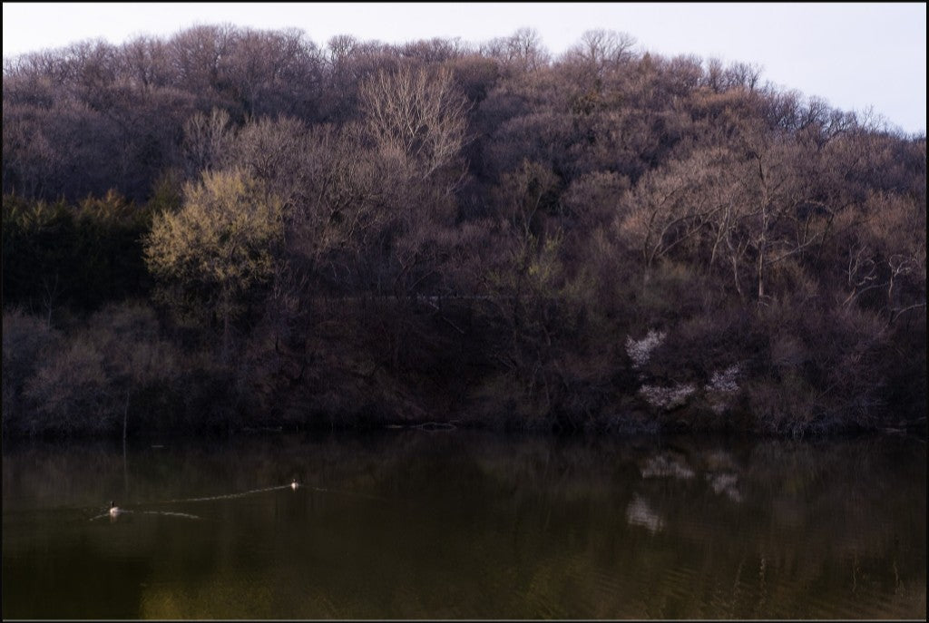 Dogwood Reflections I