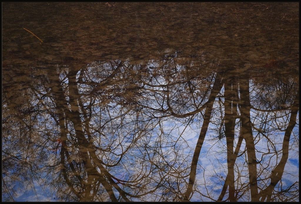 Winter Woodland Reflections