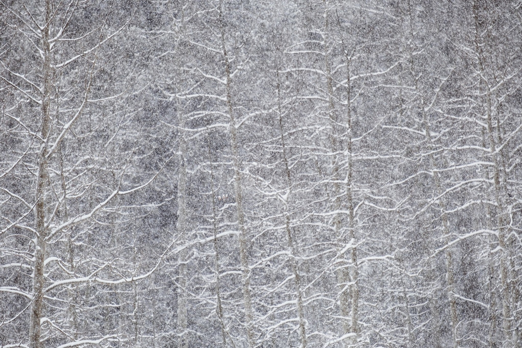 Heavy Snow & Forest Abstract IV