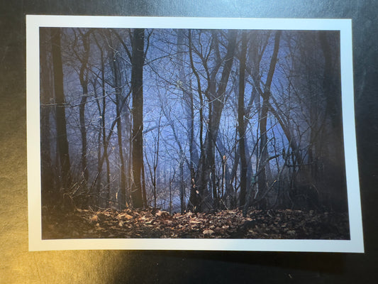 5x7 Fine Art Folding Card - Foggy Hardwood Forest
