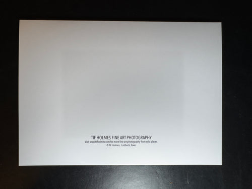 5x7 Fine Art Folding Card - NWMO Fog No 8