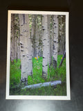 5x7 Fine Art Folding Card - Wild Sunflowers & Trembling Aspens