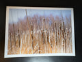 5x7 Fine Art Folding Card - Bosque Cattails