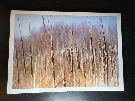 5x7 Fine Art Folding Card - Bosque Cattails