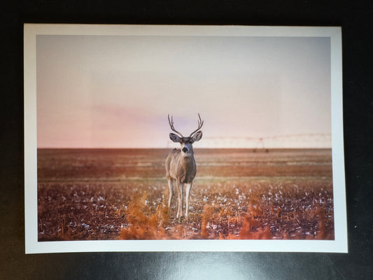 5x7 Fine Art Folding Card - Golden Hour Mule Deer Buck