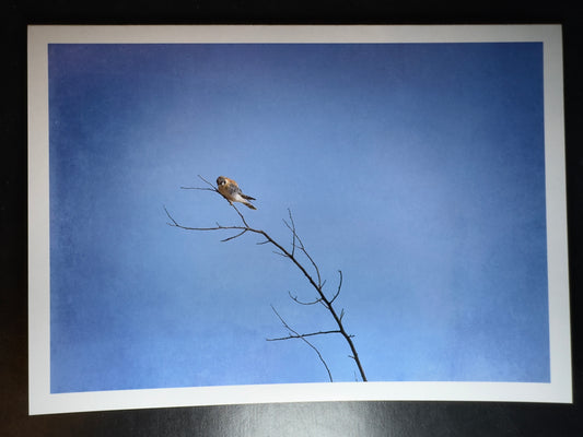 5x7 Fine Art Folding Card - Bluebird Day
