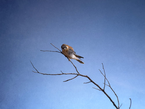 5x7 Fine Art Folding Card - Bluebird Day