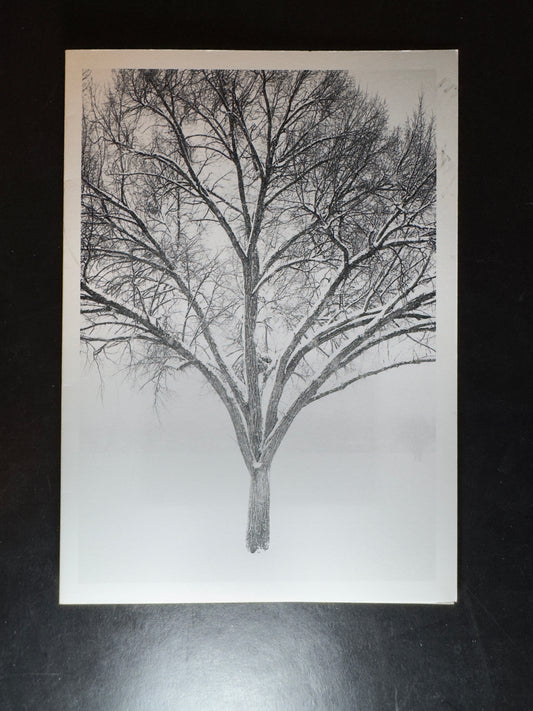 5x7 Fine Art Folding Card - Monochrome Tree in Snow III