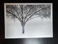 5x7 Fine Art Folding Card - Monochrome Tree in Snow II