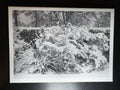 5x7 Fine Art Folding Card - Snow Cover