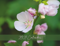 2027 Nature Wall Calendar