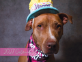 2027 Love Dogs Wall Calendar