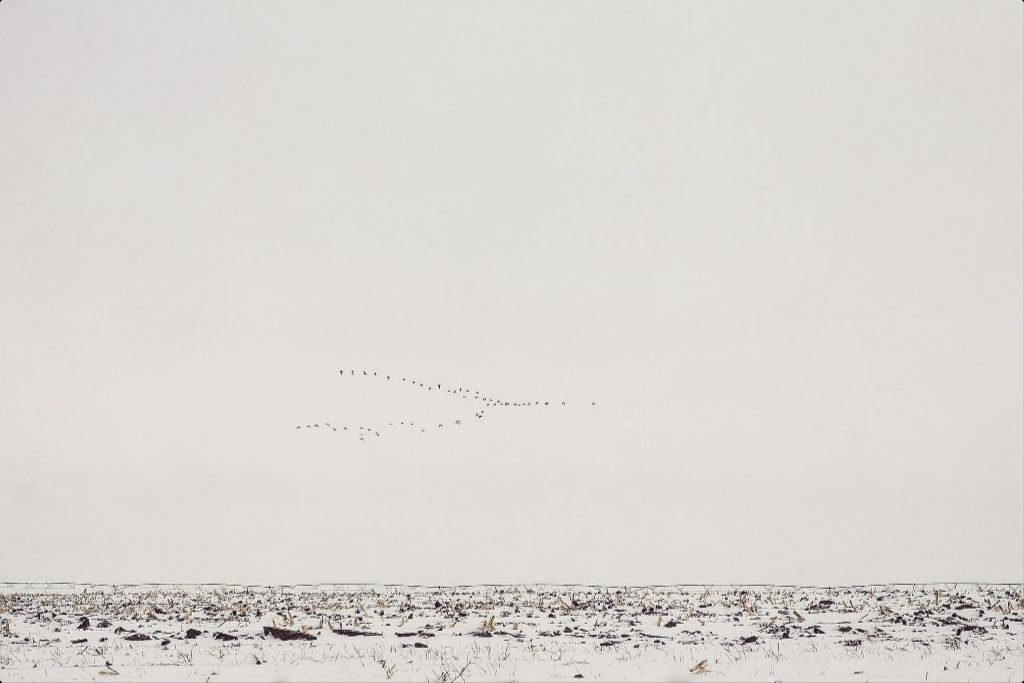 Geese Over Snowy Field