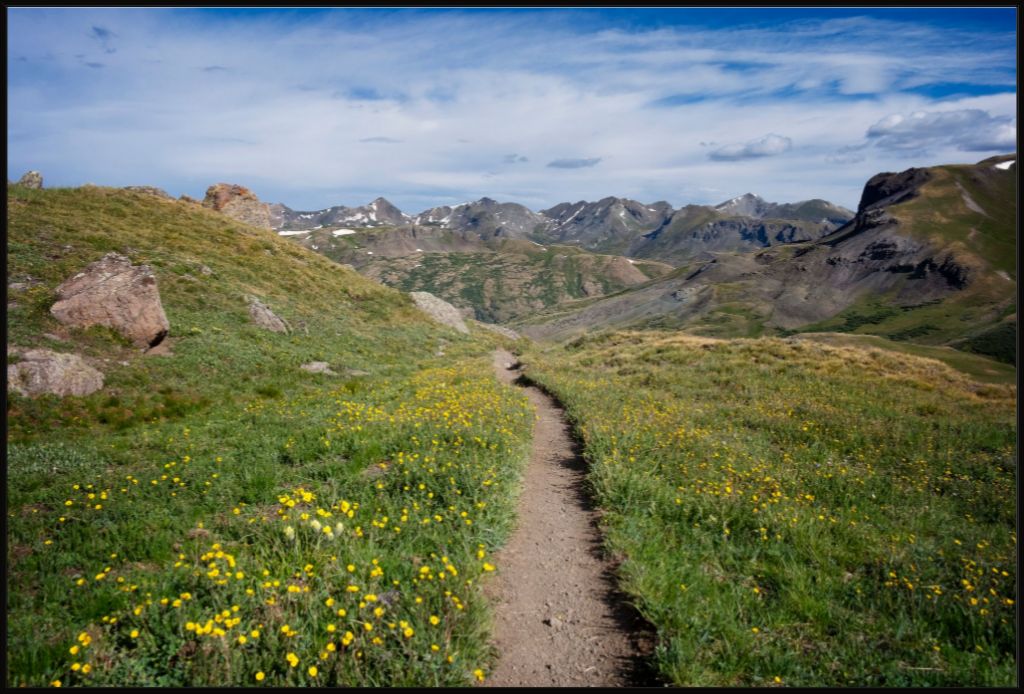 Yellow Wildflowers Way