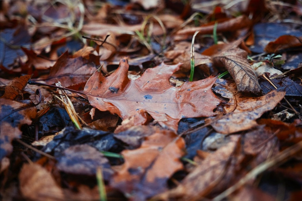 Water Pooled on Fallen Leaf