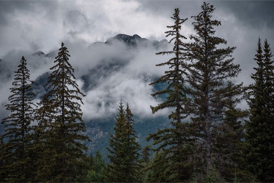 Banff Mountain View