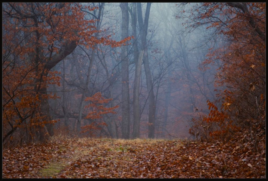 Foggy Winter Forest Path